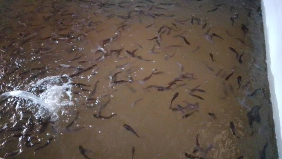 Pisciculture